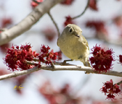 Ruby crowned Kinglet 3381